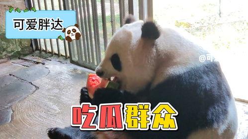 娱乐吃瓜熊猫,娱乐界新宠儿