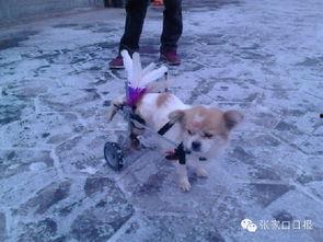 娱乐吃瓜君小狗,小狗“系统狗子”助力夏筱筱穿越古代嗑CP