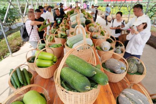 吃瓜娱乐园,夏日狂欢，欢乐无限，尽享清凉时光”