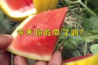 娱乐吃瓜名字,揭秘“吃瓜群众”背后的故事