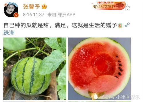 今年娱乐的吃瓜事件,盘点那些让人瞠目结舌的吃瓜事件